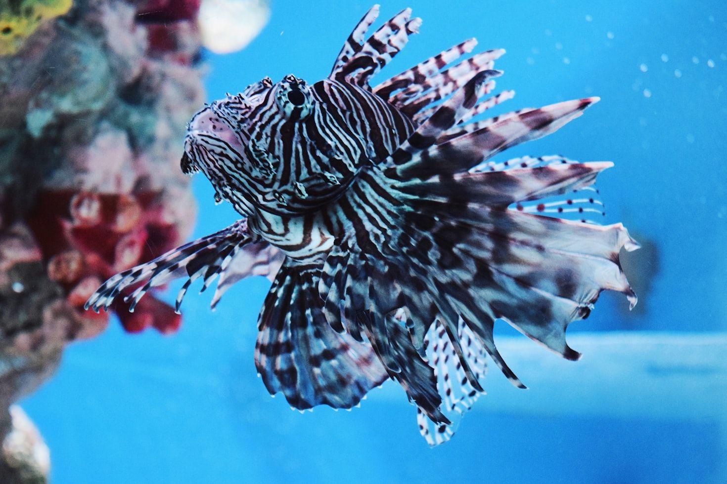 Lion Fish