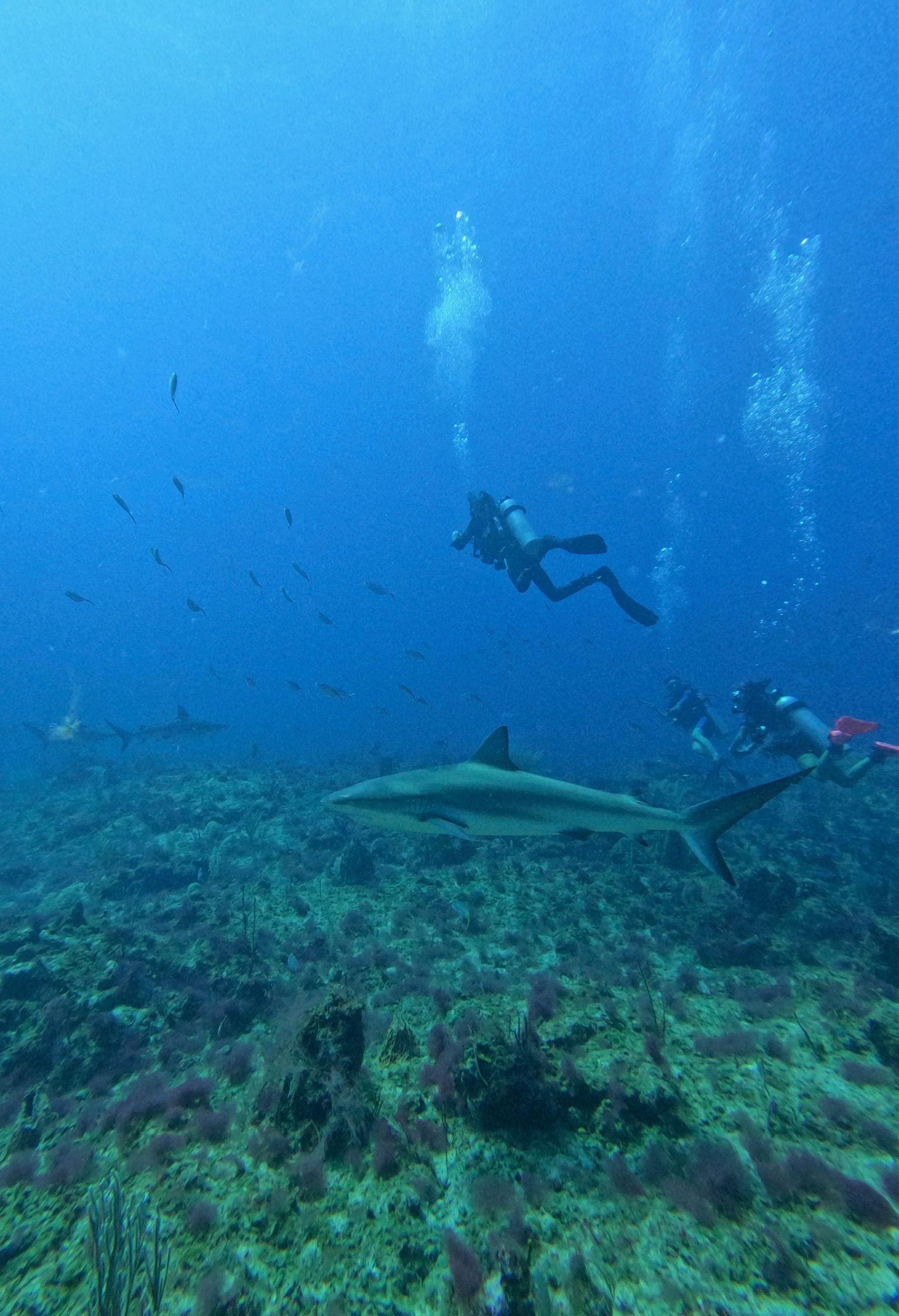 Another shark dive