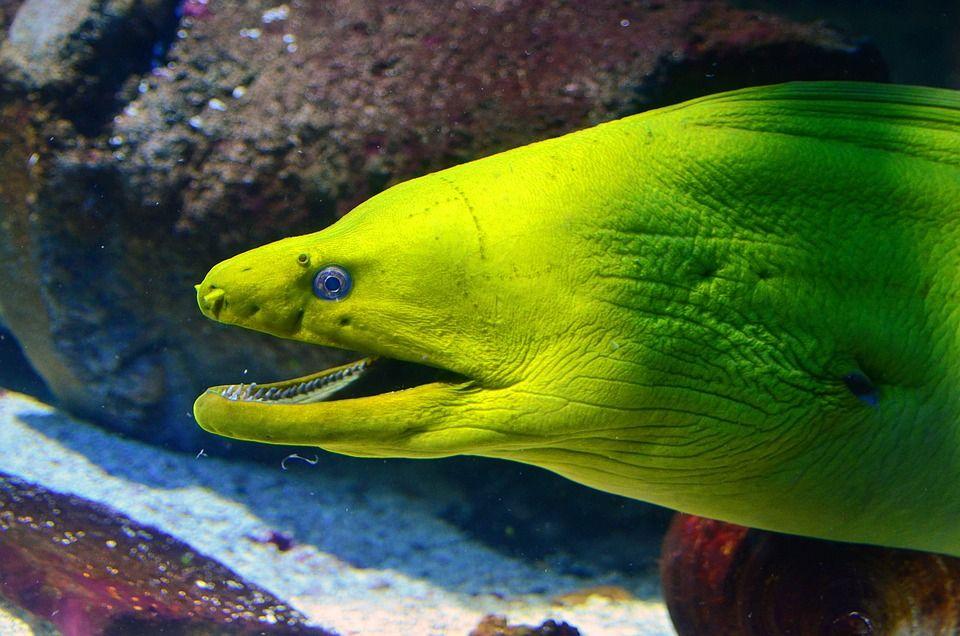 Moray Eel