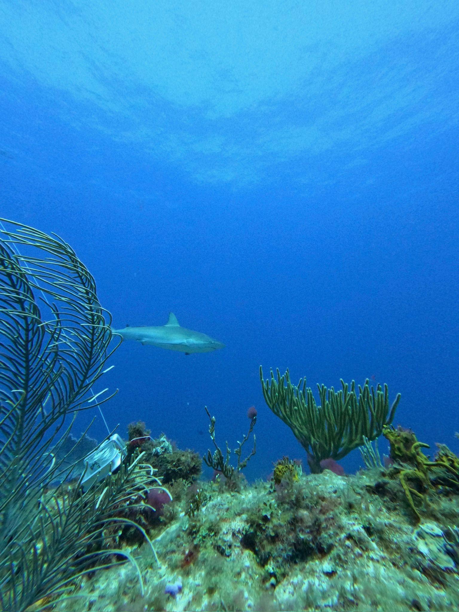 Shark on a reef