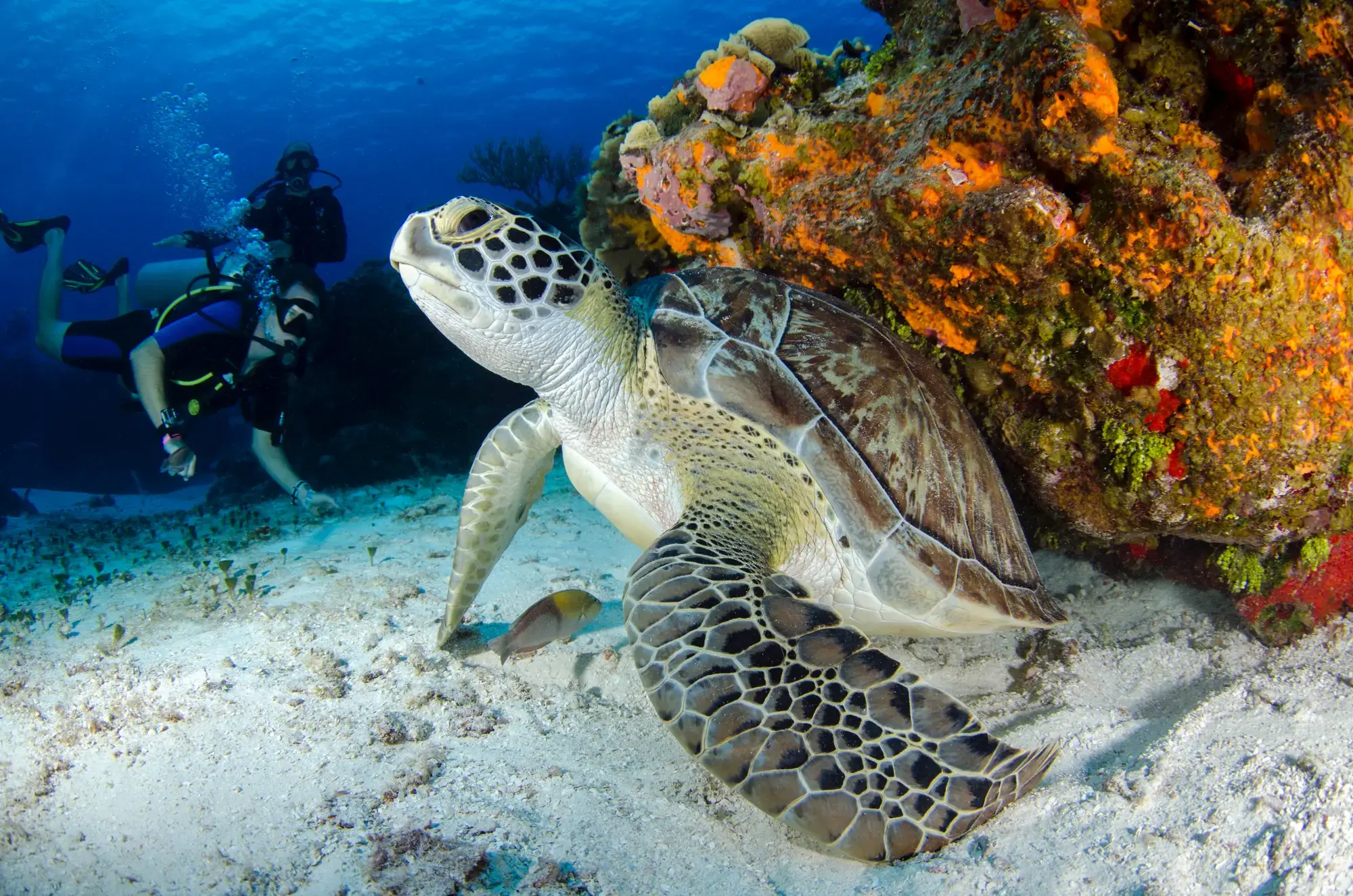 Turtle