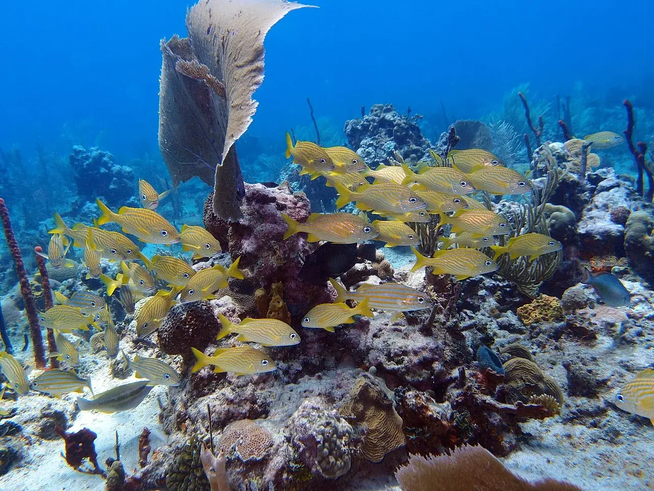 1280px-The-Aquarium-Catalina-Island