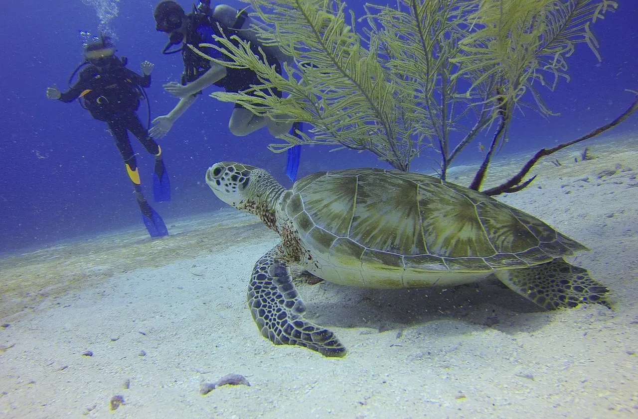 turtle-588497 1280